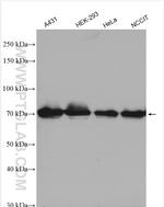 FLCN Antibody in Western Blot (WB)