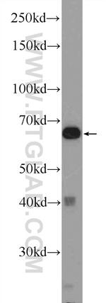 EDEM2 Antibody in Western Blot (WB)