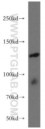 ARHGEF18 Antibody in Western Blot (WB)
