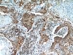 PDI Antibody in Immunohistochemistry (Paraffin) (IHC (P))