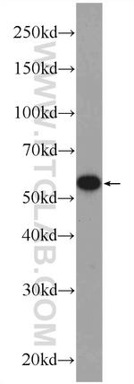 PDI Antibody in Western Blot (WB)