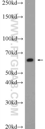 PDI Antibody in Western Blot (WB)