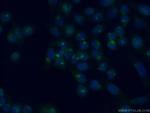 SCYL3 Antibody in Immunocytochemistry (ICC/IF)