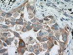 SCYL3 Antibody in Immunohistochemistry (Paraffin) (IHC (P))