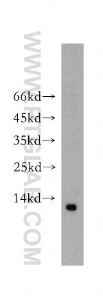 SUMO2/3 Antibody in Western Blot (WB)