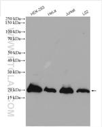 SUMO2/3 Antibody in Western Blot (WB)