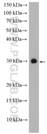 PMM1 Antibody in Western Blot (WB)