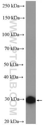 PMM1 Antibody in Western Blot (WB)