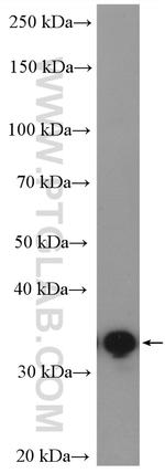 PMM1 Antibody in Western Blot (WB)