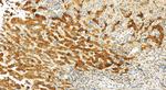 SH3BGRL Antibody in Immunohistochemistry (Paraffin) (IHC (P))