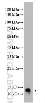 SH3BGRL Antibody in Western Blot (WB)