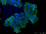 Annexin A2 Antibody in Immunocytochemistry (ICC/IF)