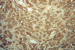 FMN2 Antibody in Immunohistochemistry (Paraffin) (IHC (P))