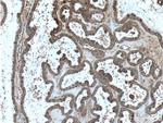 FMN2 Antibody in Immunohistochemistry (Paraffin) (IHC (P))