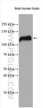 NELL2 Antibody in Western Blot (WB)
