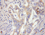 RPL13 Antibody in Immunohistochemistry (Paraffin) (IHC (P))
