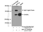 RPL13 Antibody in Immunoprecipitation (IP)
