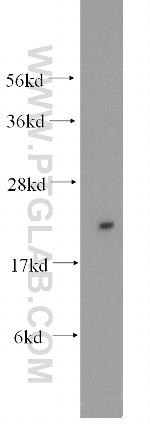 RPL13 Antibody in Western Blot (WB)