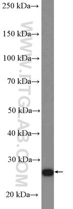RPL13 Antibody in Western Blot (WB)