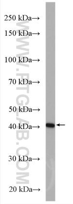 CREB3 Antibody in Western Blot (WB)