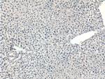 PPP2R5C Antibody in Immunohistochemistry (Paraffin) (IHC (P))