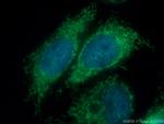 Tom22 Antibody in Immunocytochemistry (ICC/IF)