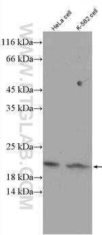 Tom22 Antibody in Western Blot (WB)