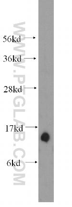 Tom22 Antibody in Western Blot (WB)