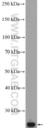 Tom22 Antibody in Western Blot (WB)