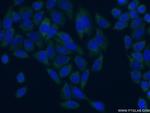 EIF4G3 Antibody in Immunocytochemistry (ICC/IF)