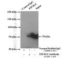EIF4G3 Antibody in Immunoprecipitation (IP)