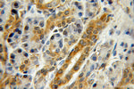 ZNF2 Antibody in Immunohistochemistry (Paraffin) (IHC (P))