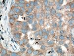 RNF156 Antibody in Immunohistochemistry (Paraffin) (IHC (P))