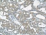 RNF156 Antibody in Immunohistochemistry (Paraffin) (IHC (P))