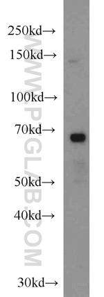 RNF156 Antibody in Western Blot (WB)