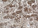 EIF3I Antibody in Immunohistochemistry (Paraffin) (IHC (P))
