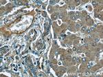 EIF3I Antibody in Immunohistochemistry (Paraffin) (IHC (P))