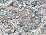 EIF3I Antibody in Immunohistochemistry (Paraffin) (IHC (P))