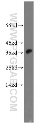 PLEKHA3 Antibody in Western Blot (WB)