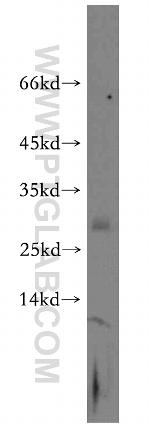 PLEKHA3 Antibody in Western Blot (WB)