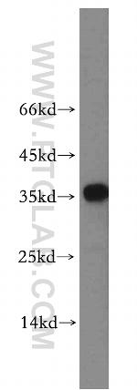 PLEKHA3 Antibody in Western Blot (WB)