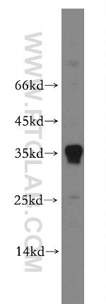PLEKHA3 Antibody in Western Blot (WB)