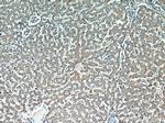 ALR Antibody in Immunohistochemistry (Paraffin) (IHC (P))