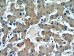 ALR Antibody in Immunohistochemistry (Paraffin) (IHC (P))