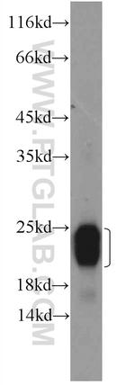 ALR Antibody in Western Blot (WB)