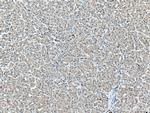 ALR Antibody in Immunohistochemistry (Paraffin) (IHC (P))