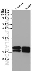 ALR Antibody in Western Blot (WB)