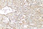 SPIRE1 Antibody in Immunohistochemistry (Paraffin) (IHC (P))