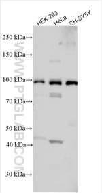 SPIRE1 Antibody in Western Blot (WB)