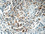 HLA-DPB1 Antibody in Immunohistochemistry (Paraffin) (IHC (P))